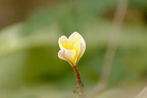 Plumeria flowers are so beautiful that popular in Thailand. photo