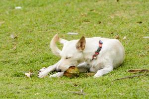 el perro está jugando con el coco que es divertido. foto