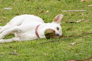 The dog is playing with the coconut that it is fun. photo