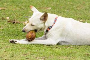 The dog is playing with the coconut that it is fun. photo