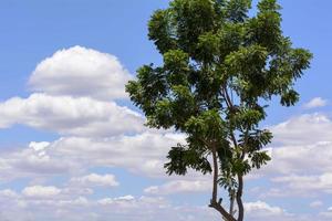 Blue cloudy sky. photo