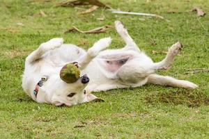 The dog is playing with the coconut that it is fun. photo