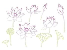 Lotus flower and leaf hand drawn botanical illustration