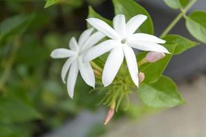 Forest Jasmine, they are a bright white with pink fringes. photo