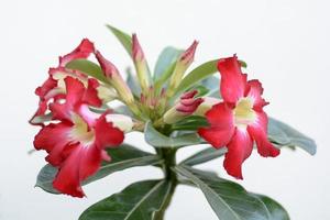 la rosa del desierto es una flor de colores brillantes. las rosas del desierto son flores tailandesas. foto