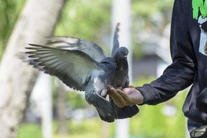 las palomas y las palomas exhiben variaciones considerables en tamaño. palomas y palomas se distribuyen por todas partes en la tierra. foto