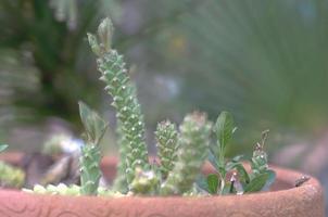 El cactus es una planta que se encuentra en el desierto. es deshidratación perenne. por lo tanto, se puede colocar en el desierto. foto