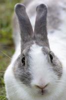 Rabbits are small mammals. Bunny is a colloquial name for a rabbit. photo