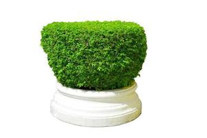 green plant pot isolated. photo