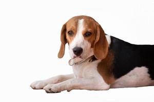 lindo perro beagle sentado aislado sobre fondo blanco. perros beagle animales inteligentes y encantadores. concepto de perro de animales. foto