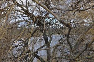 Serpentine lake in London photo