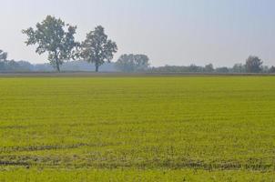 Cultivated field in early autumn season photo