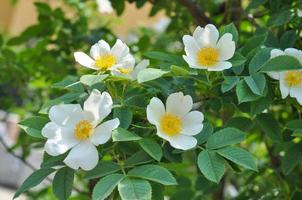 Wild rose flower photo