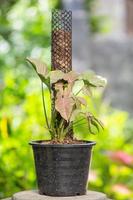 Syngonium híbrido rosa manchado en una olla foto