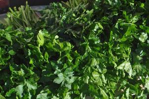 perejil también conocido como cilantro foto