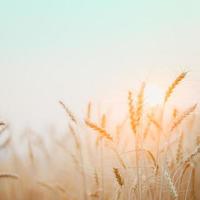 Golden wheat field with sunset background. photo