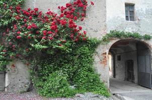 rose plant Rosa red flower on ancient wall photo