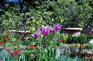 jardín botánico con especies de plantas y flores foto