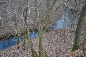 riachuelo en un bosque foto