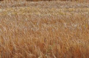 un campo de maíz en europa foto