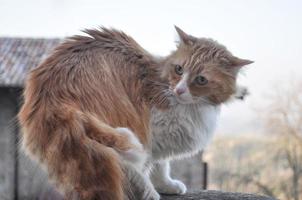 gato doméstico mamífero animal foto