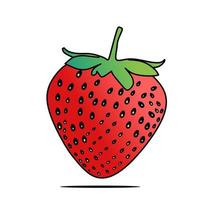 una imagen vectorial de una fresa sobre un fondo blanco. adecuado para la publicidad de fresas frescas vector