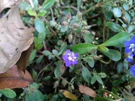 Beautiful flower in Garden photo