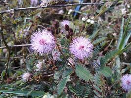 pink and white flowers photo