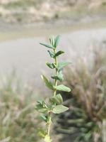 Fresh leaves on the tree photo