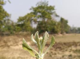 hojas frescas en el árbol foto