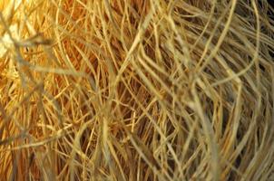 Detail of straw useful as a background photo