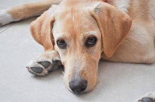 labrador perro doméstico también conocido como canis lupus familiaris animal parte de
