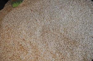 cereales de quinua de Perú en América del Sur foto