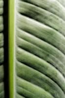 textura de hoja verde con líneas, fondo natural foto