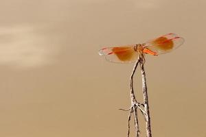 libélula en una rama con agua turbia como fondo. foto