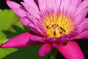 la flor de loto morada tiene un color amarillo en la base de los estambres y un grupo de abejas en su interior. foto