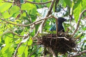 paloma nicobar incubando en el nido en las ramas del bosque.