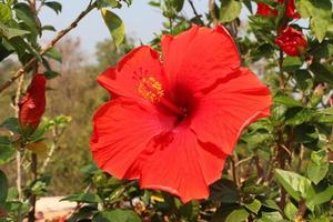 Red hibiscus flowers with green leaves on the branches in the garden.