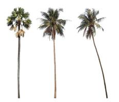 Sugar palm and coconut trees isolated on white background.