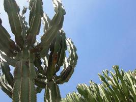 detalle de la suculenta planta gorda de cactus ornamental foto