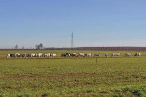 vacas de ganado en la hierba en un prado foto