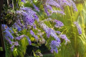 Sandpaper vine flower or Purple Wreath or Petrea volubilis L. is flowers blooming with sunlight