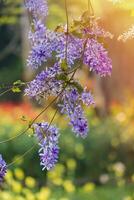 Sandpaper vine flower or Purple Wreath or Petrea volubilis L. is flowers blooming with sunlight