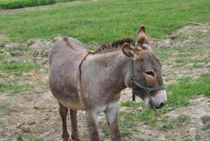 Asno o burro domesticado - animalia cordata mammalia perissod foto