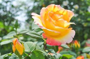 Yellow Rose perennial flower shrub vine of genus Rosa Rosaceae f photo