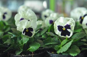 Pansy viola flower photo