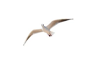 A white pigeon flying a lone on white background with clipping path. photo