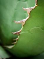 Primer plano de plantas suculentas, hojas frescas detalle de agave titanota gentry foto
