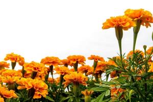 The marigolds field, vivid color flower photo