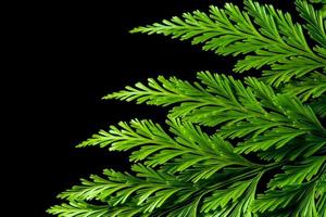 Freshness Green leaf of Fern on black background photo